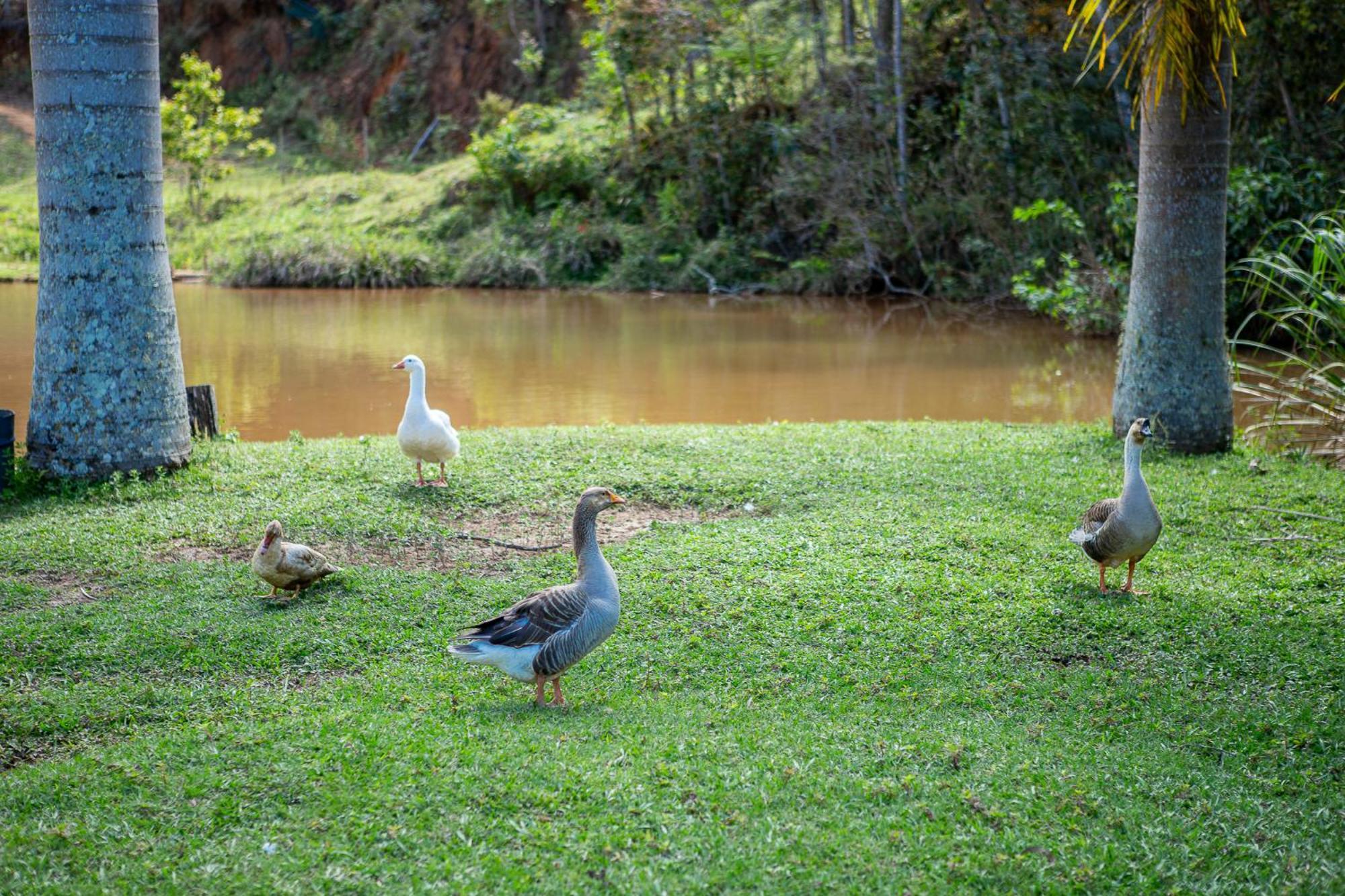 Fazenda Hotel Alvorada Santos Dumont Esterno foto